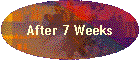 After 7 Weeks