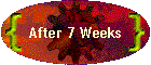 After 7 Weeks